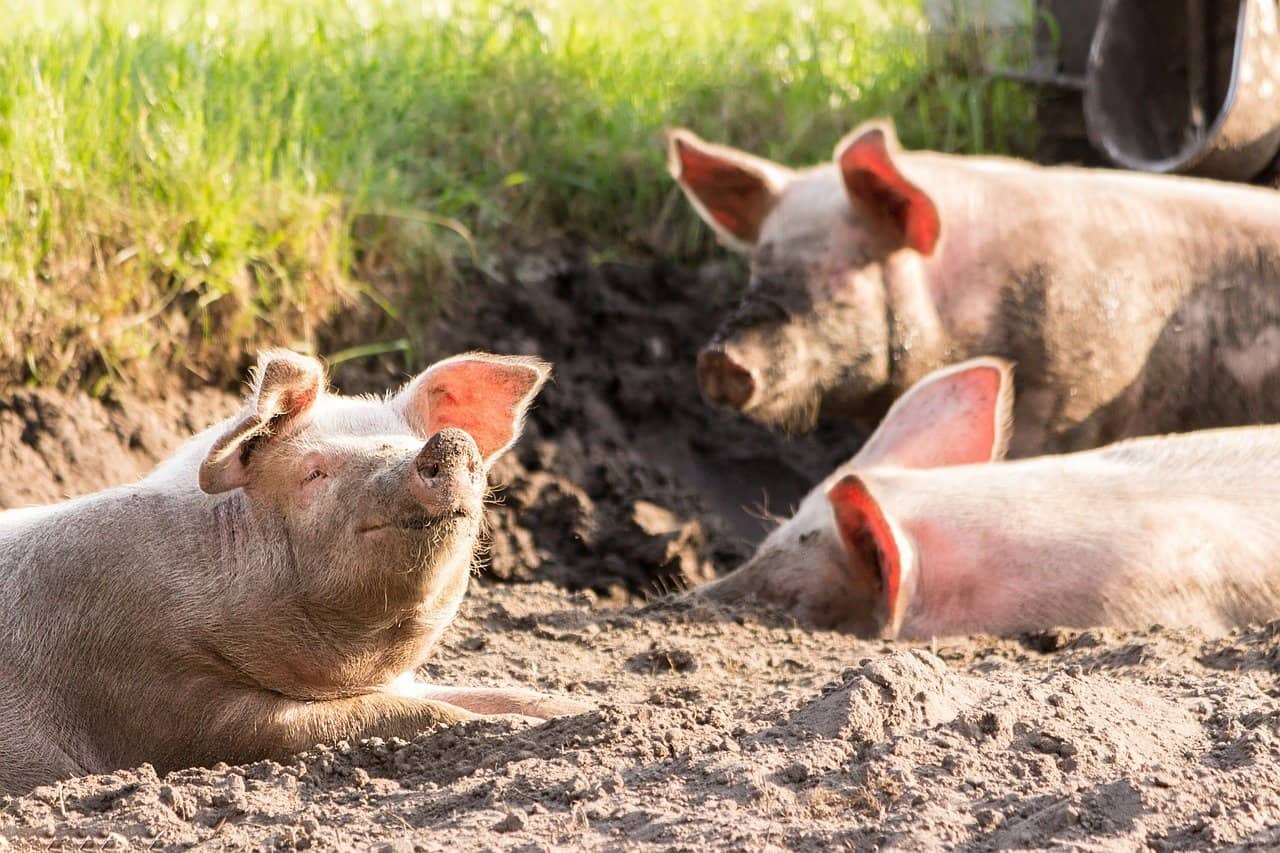 Pigs Require a Place to Wallow