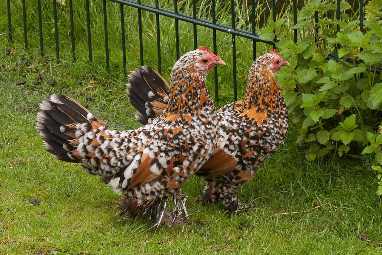 Sablepoot Chickens