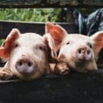 Should You Raise Your Own Pigs