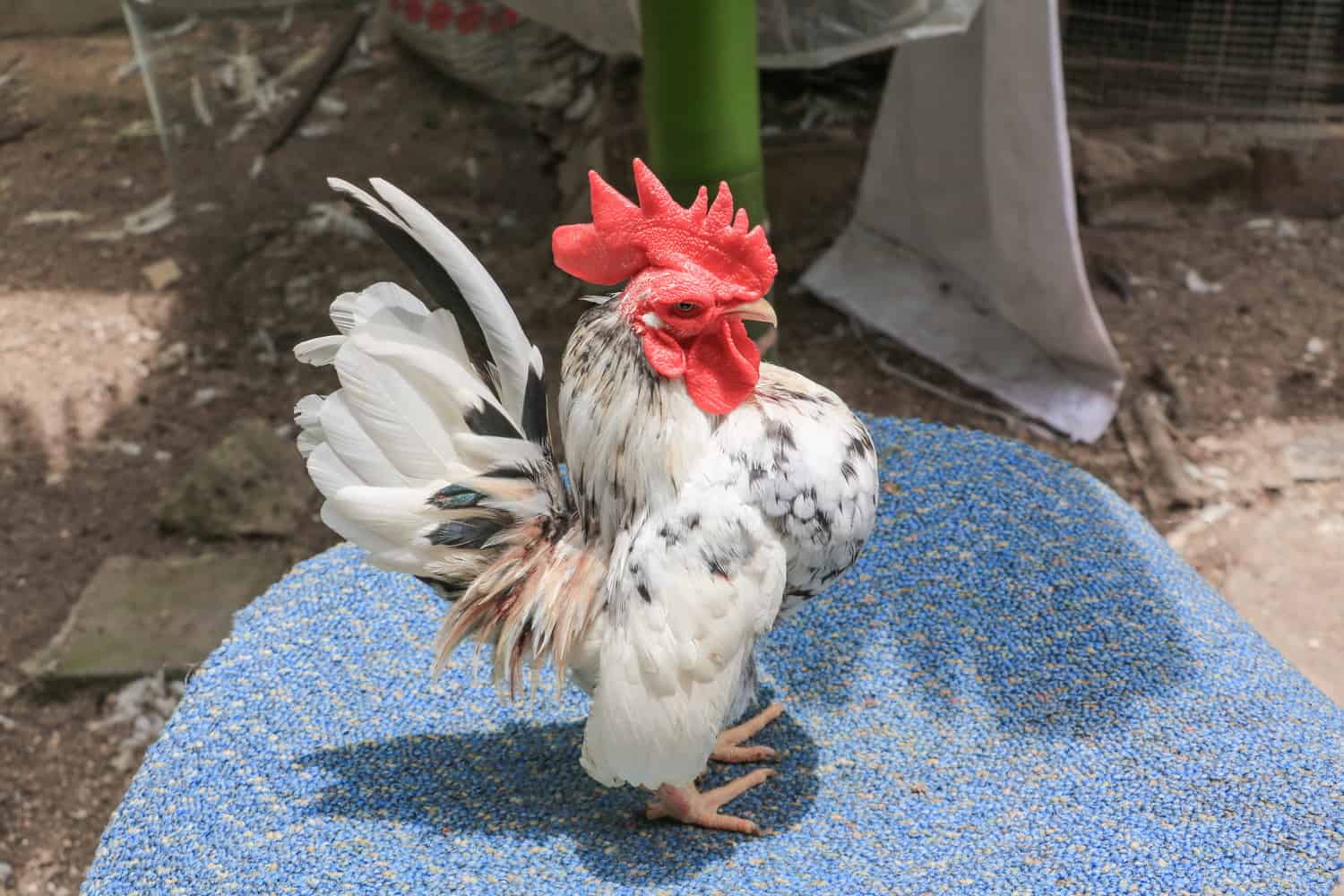 Small chicken breeds personality