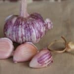 Turban Garlic