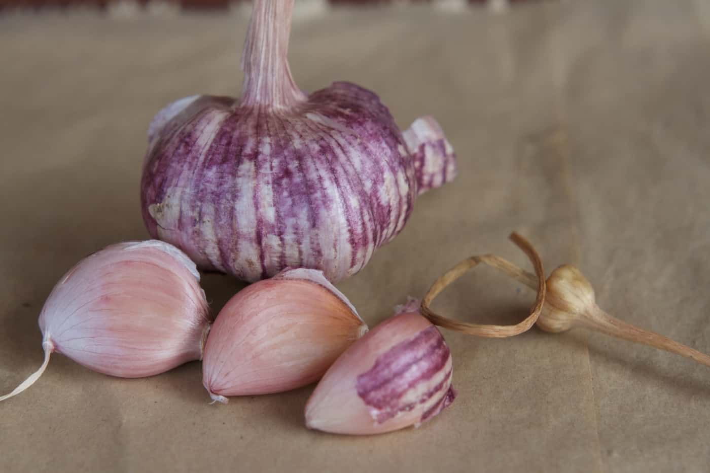 Turban Garlic