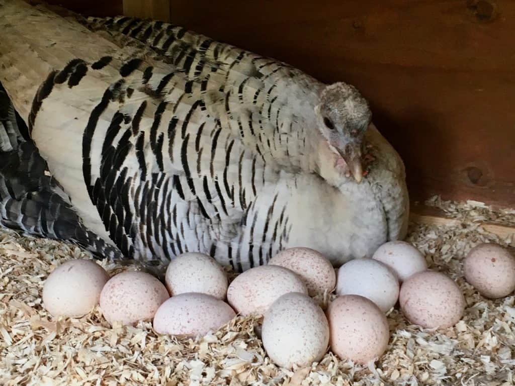 Turkey Laying on Eggs