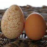 Turkey vs Chicken Eggs