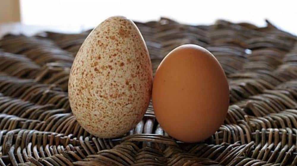 Turkey vs Chicken Eggs