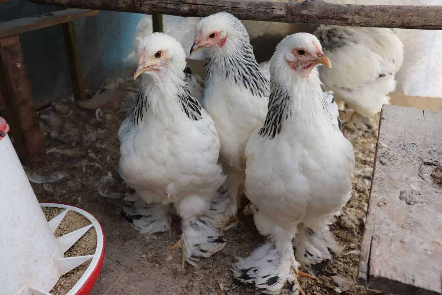 Young Brahma chicks