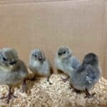 Araucana Bantam Chicks