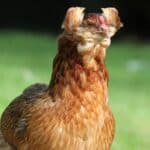 Araucana Chicken Tufs
