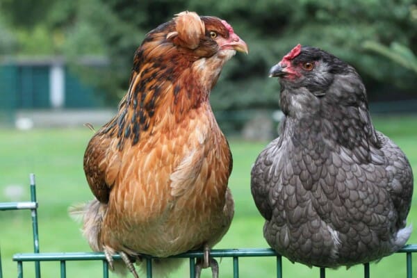 Araucana Chickens