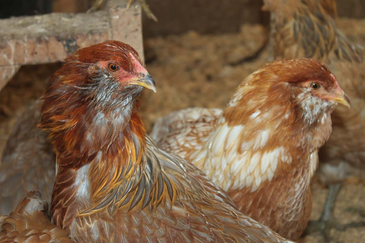 Araucana Chickens Care
