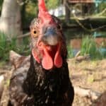 Are Australorp Chickens Social
