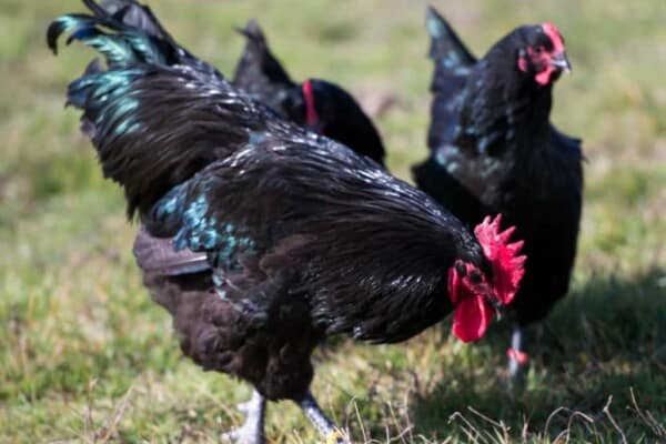 The Ultimate Guide to Australorp Chickens