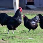 Australorp Chickens Appearance