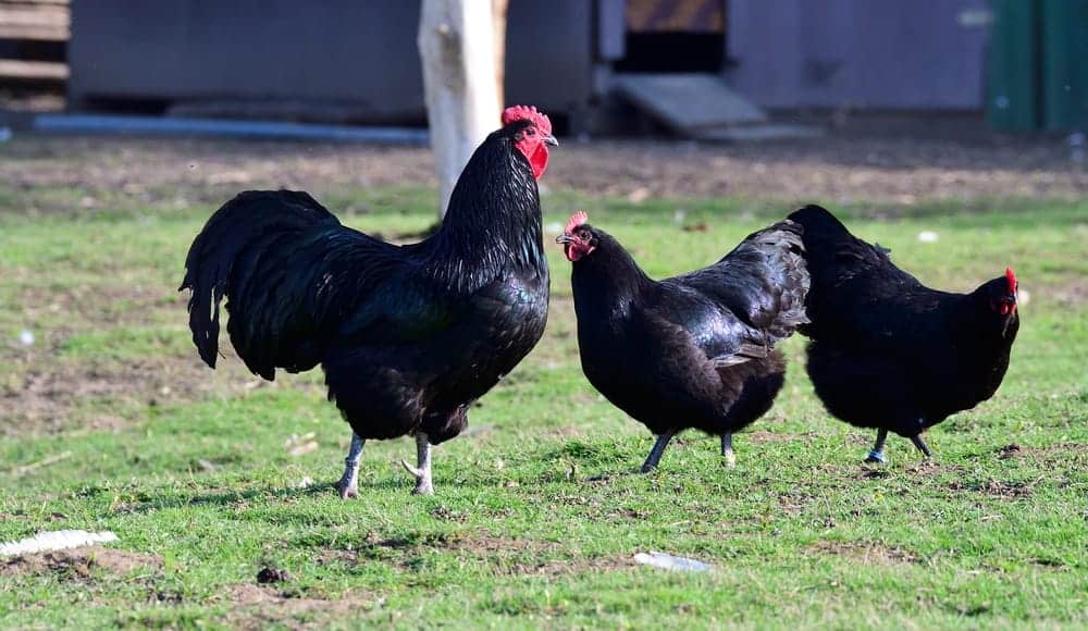 Australorp Chickens Appearance
