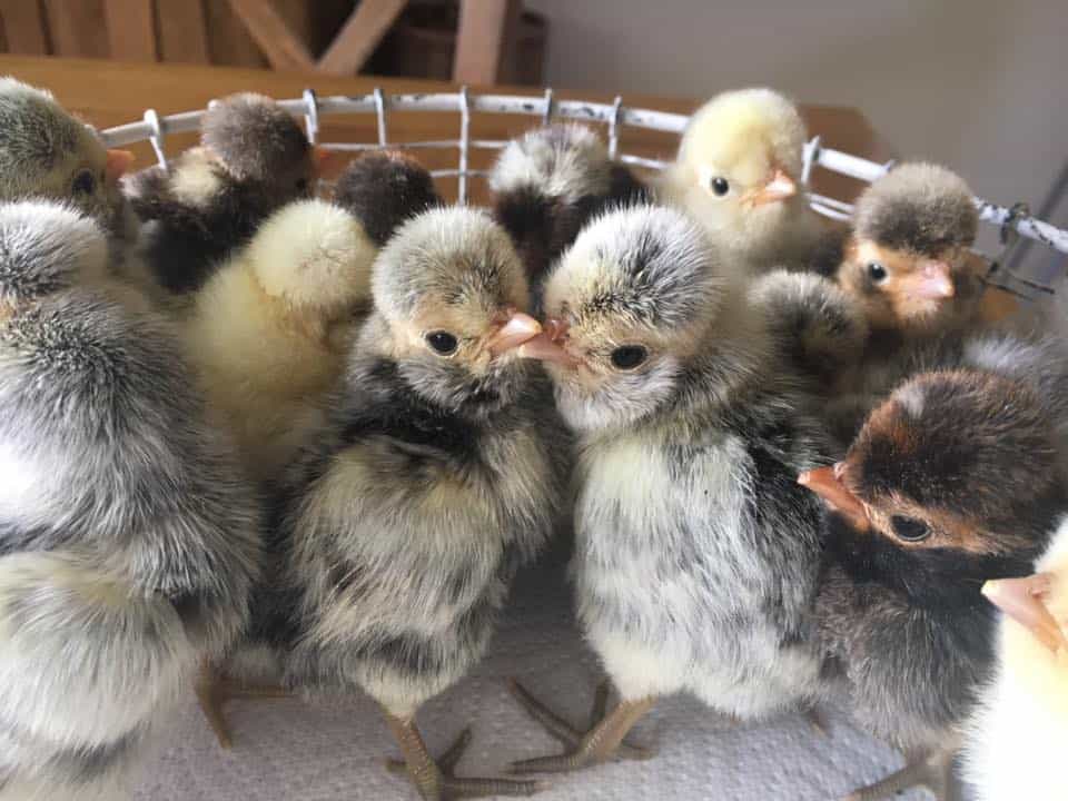 Baby Polish Chicken