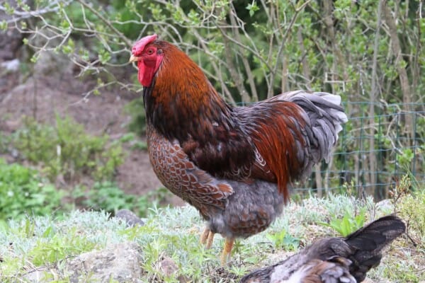 These Are The 20 Best Chicken Breeds for Meat