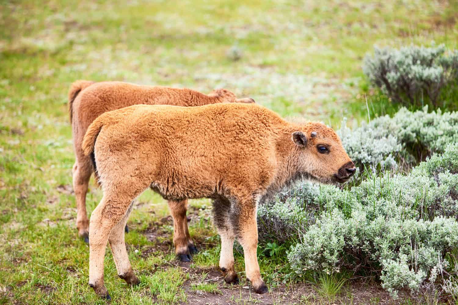 Bison Baby Calf