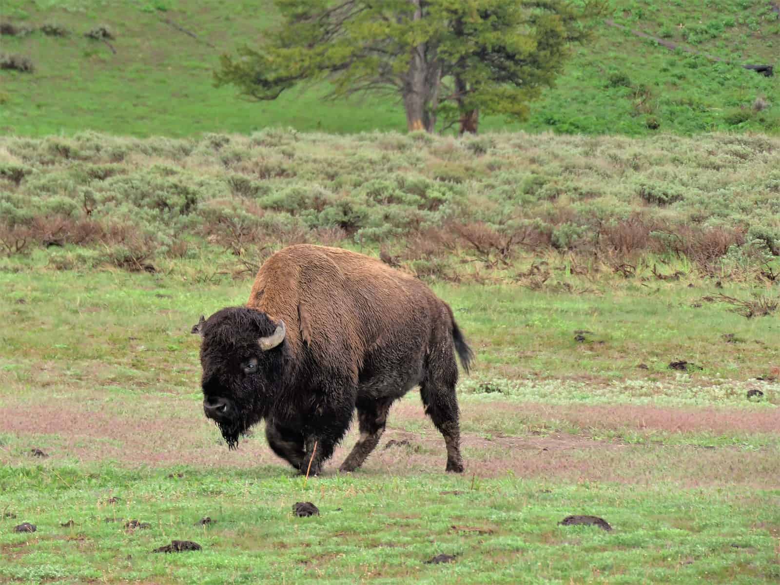 Bison Wallowing