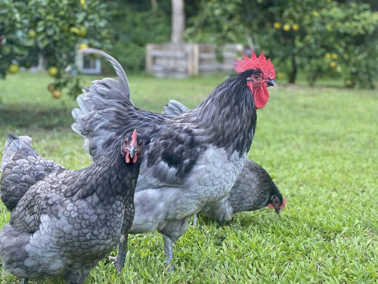 Blue Australorp Chickens