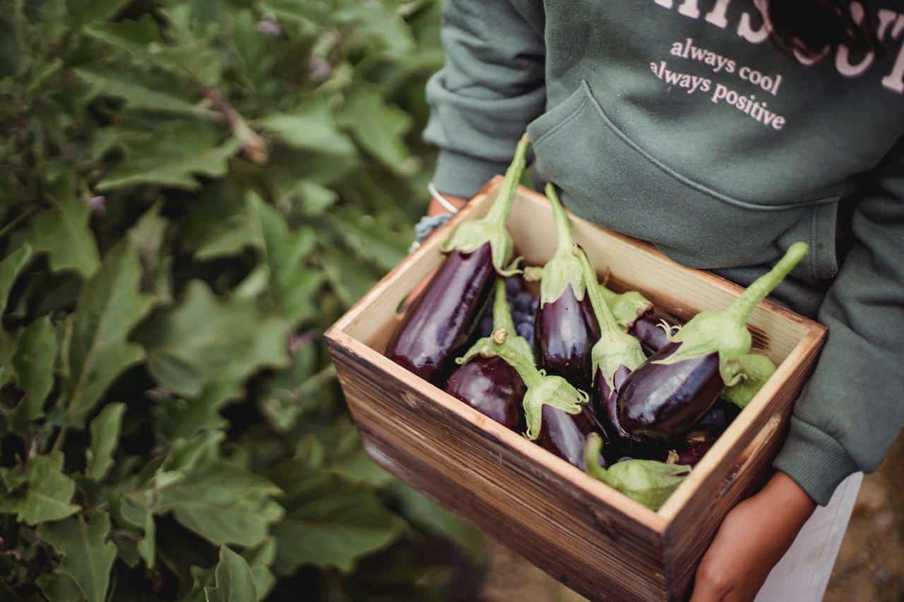 Eggplant box