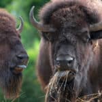 European bisons
