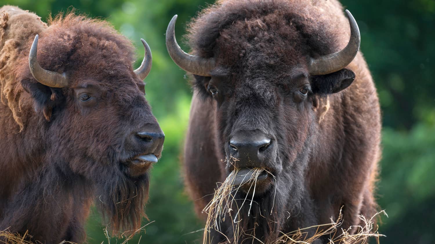European bisons