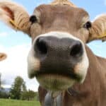 Close up of a healthy Swiss cow
