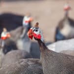 Flock of guineafowls