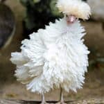 Fun Facts About Polish Chicken