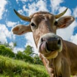 Funniest Cow Names