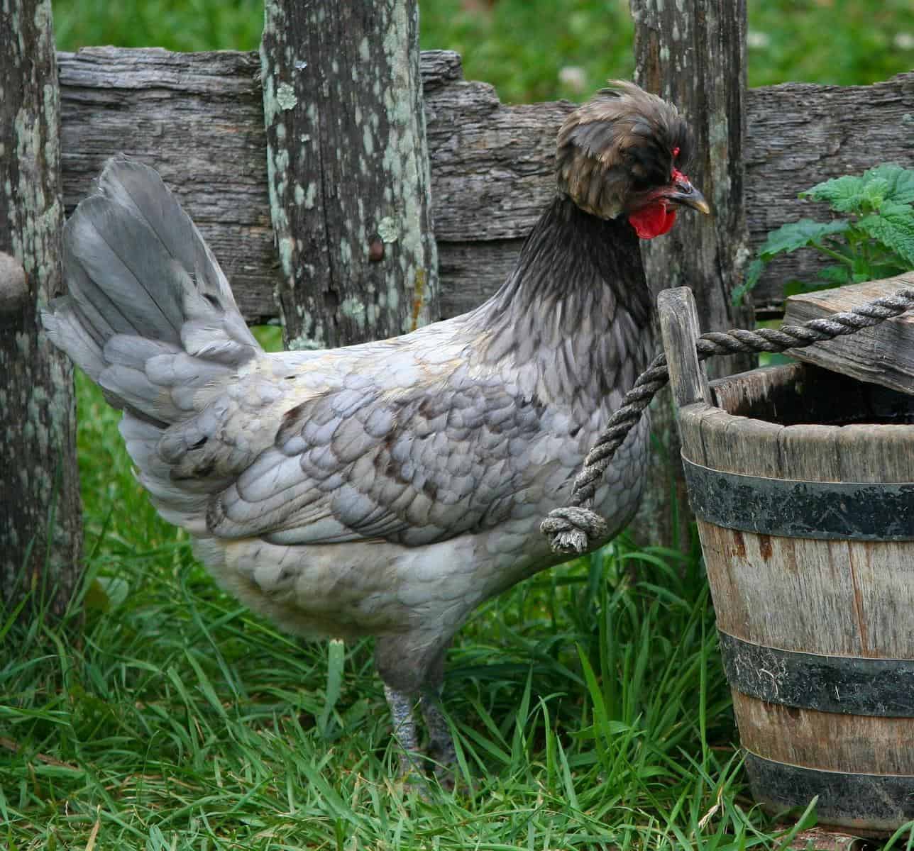 Gray Polish Chicken