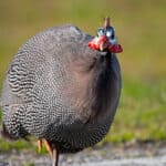 Guineafowl Standing on Side of Road