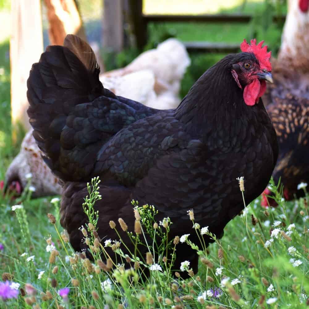 History of the Australorp Chickens