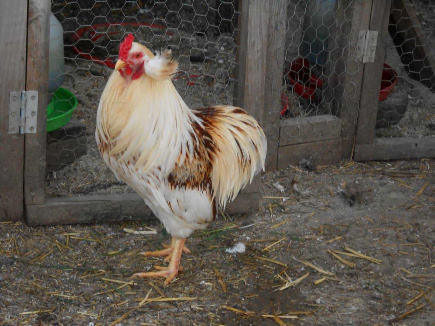 How Large Do Araucana Chickens Get