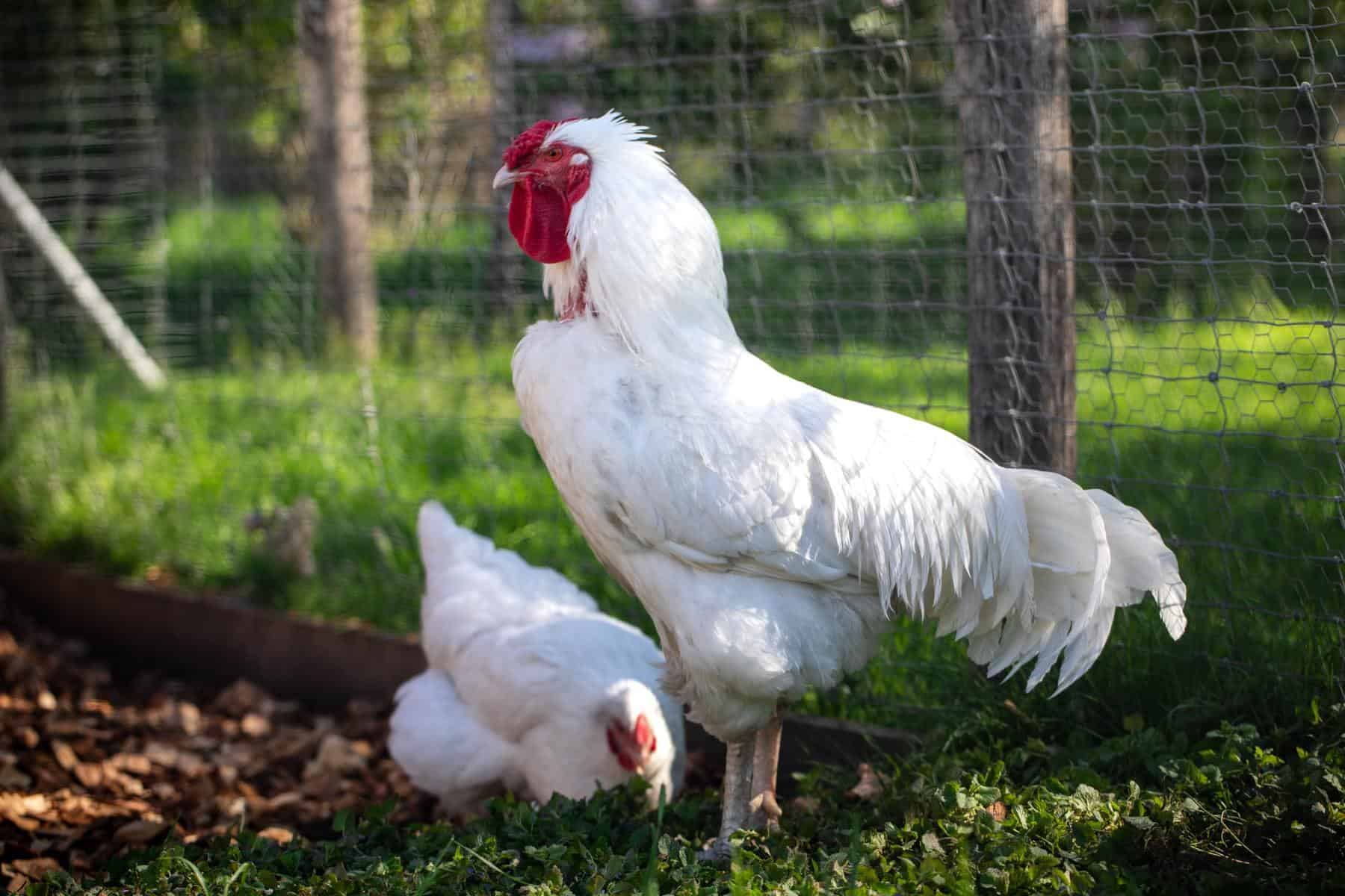 How to Choose a Chicken Breed for Meat