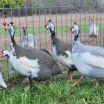 How to Train Your Guinea Fowl