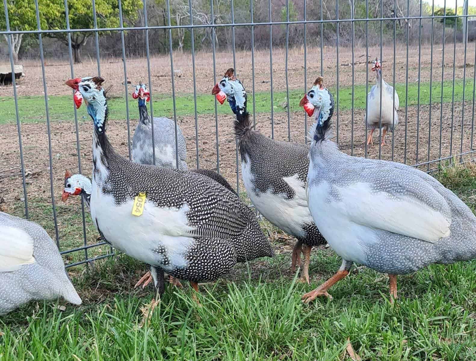 How to Train Your Guinea Fowl
