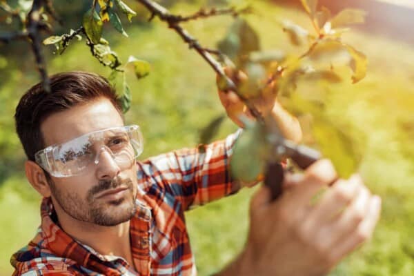 Pruning Fruit Trees: How to do it and When
