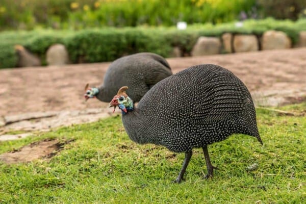 Raising Guinea Fowls: A Complete Guide to do it Right