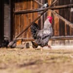 Rural vs. Urban Chicken Keeping
