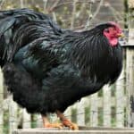 Should You Buy Australorp Chickens