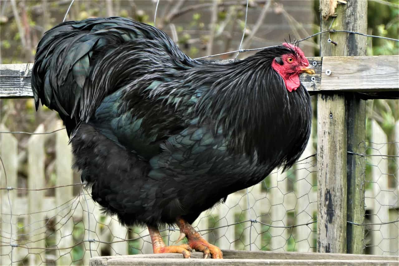 Should You Buy Australorp Chickens
