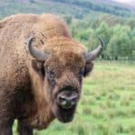 Taking Care of Bison