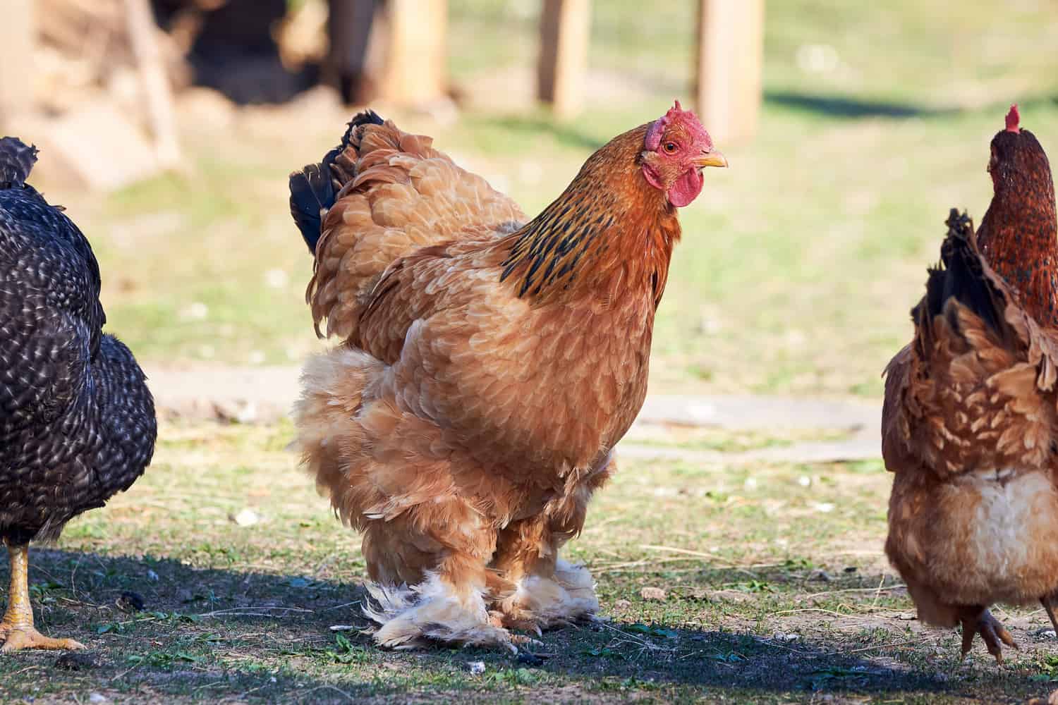 The Best Chicken Breeds to Invest Into