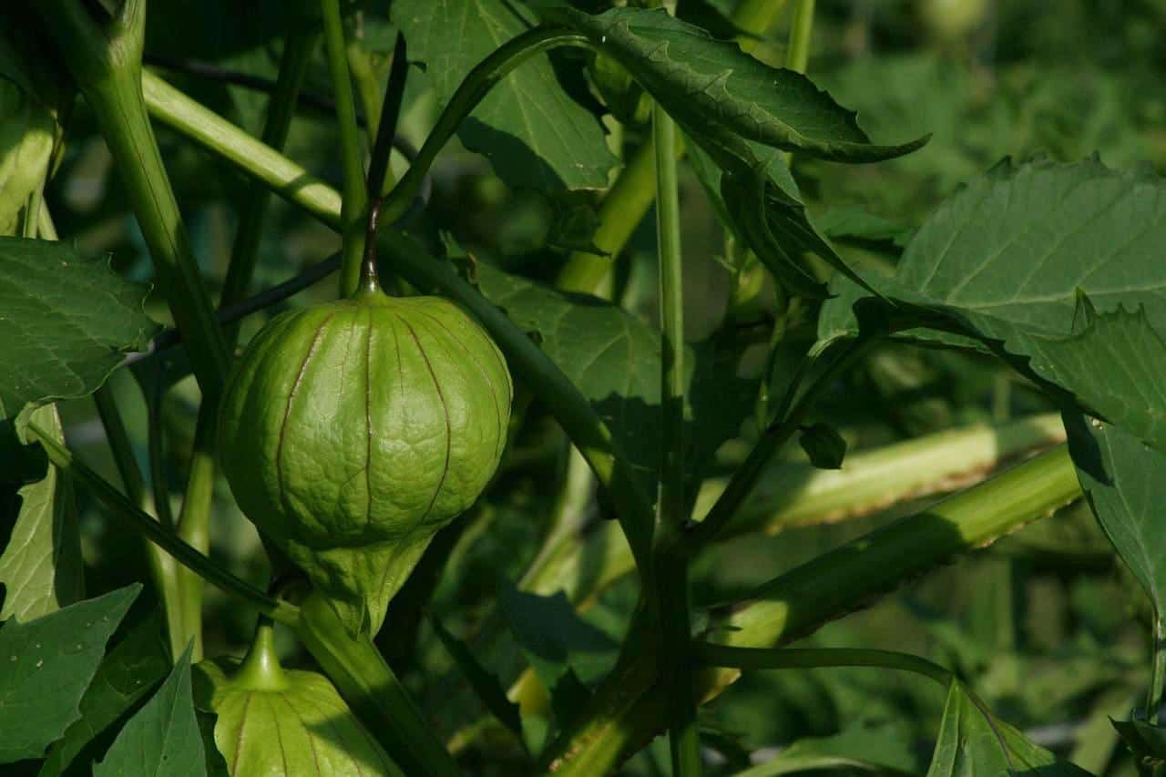 Tomatillos