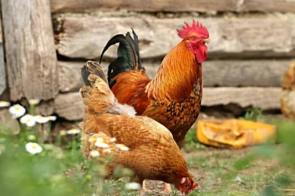 Urban Chickens: The Ultimate Guide on Raising Backyard Chickens