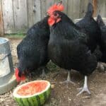 What Should You Feed the Australorp Chickens