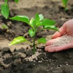 What are 10-10-10 Fertilizers