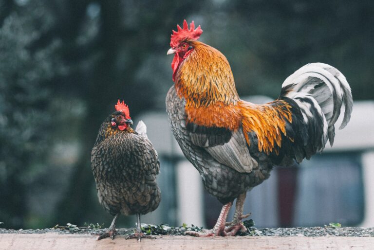 Urban Chickens: The Ultimate Guide on Raising Backyard Chickens