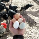 Your Chickens Will Lay Eggs Irregularly